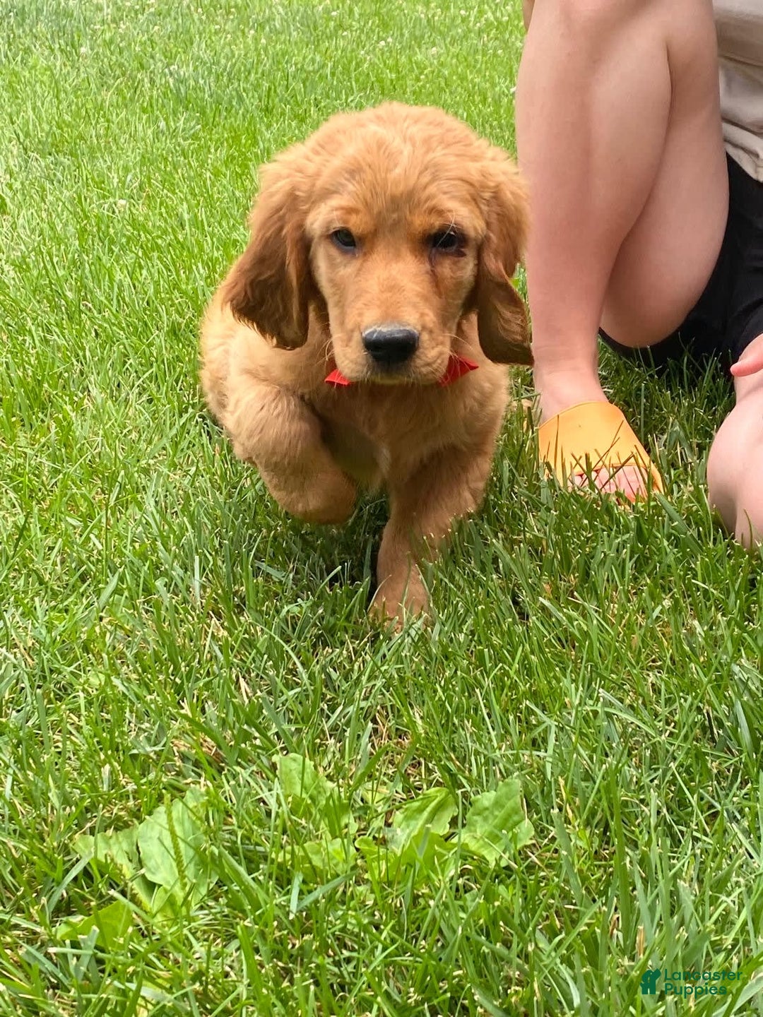 Golden Retriever dogs for sale: Gunther - Image 23
