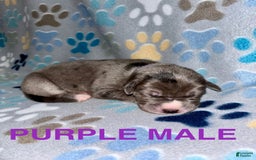 Great Dane dogs for sale: Purple - Image 3