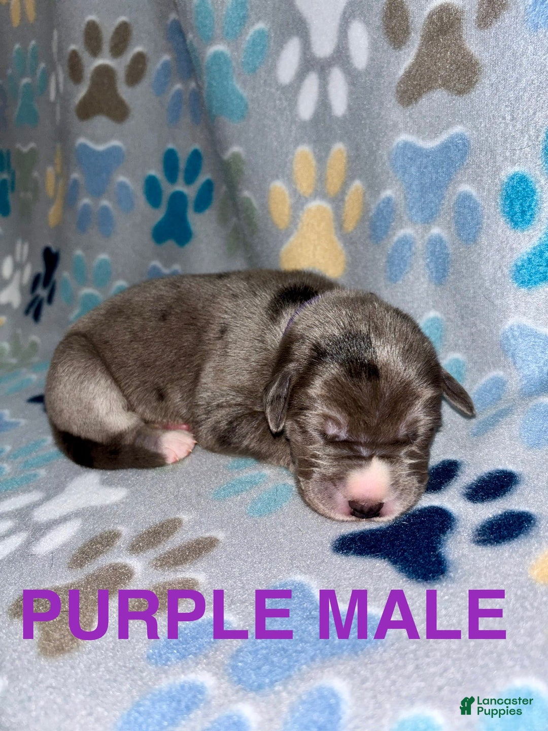 Great Dane dogs for sale: Purple - Image 3