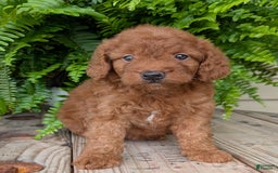 Mini Goldendoodle dogs for sale: Mini -lilly - Image 9