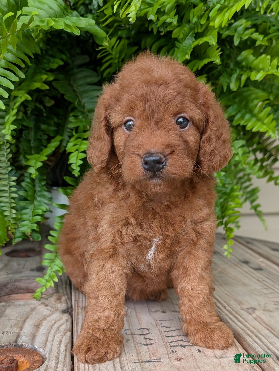 Mini Goldendoodle dogs for sale: Mini -lilly - Image 9