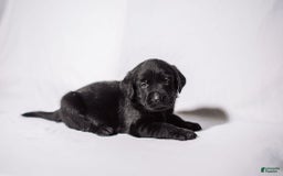 Goldador dogs for sale: Tan - Image 5