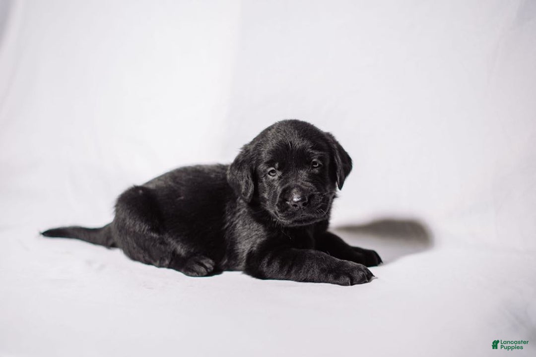 Goldador dogs for sale: Tan - Image 5
