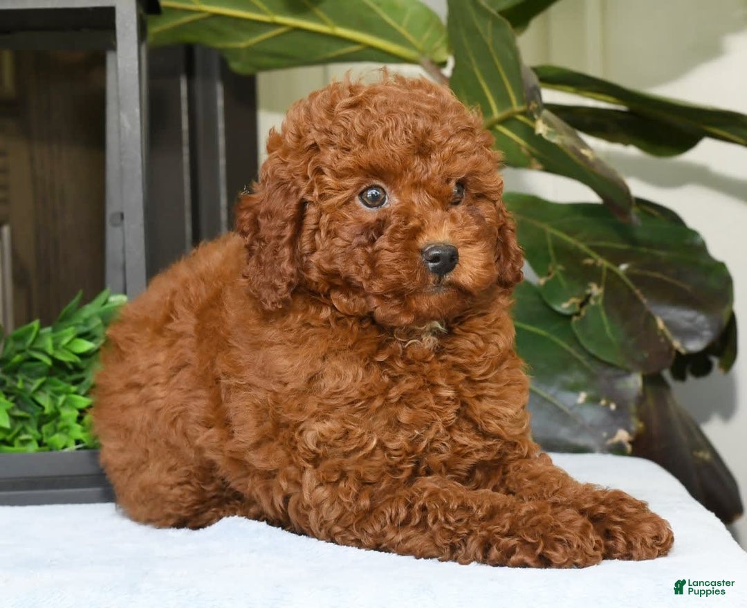 Miniature Poodle dogs for sale: Scotty - Image 15