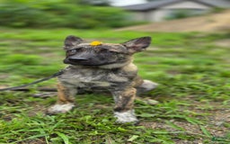Dutch Shepherd dogs for sale: Puppy - Image 5