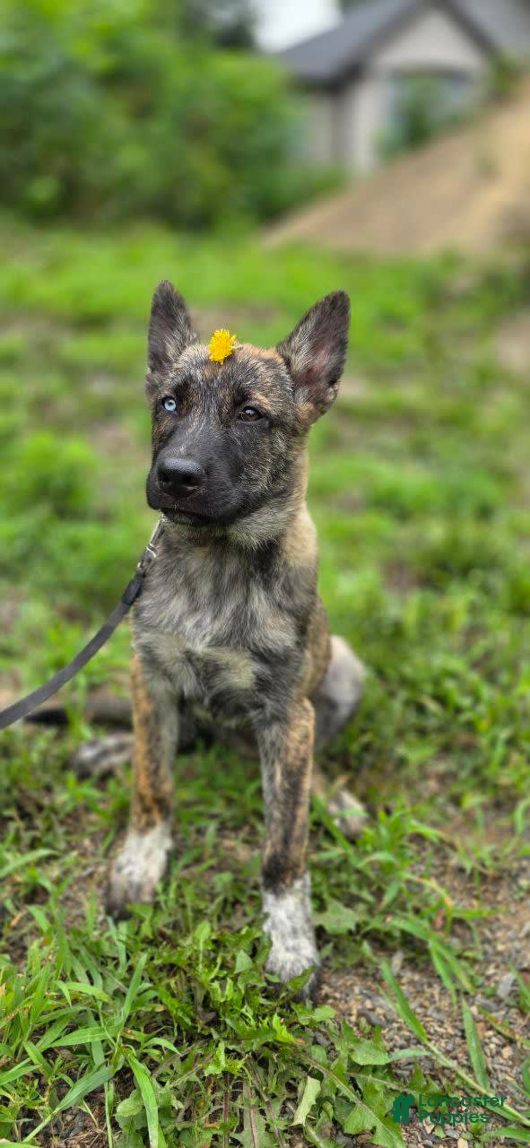 Dutch Shepherd dogs for sale: Puppy - Image 5
