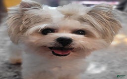 Yorkshire Terrier dogs for sale: Bo - Image 15