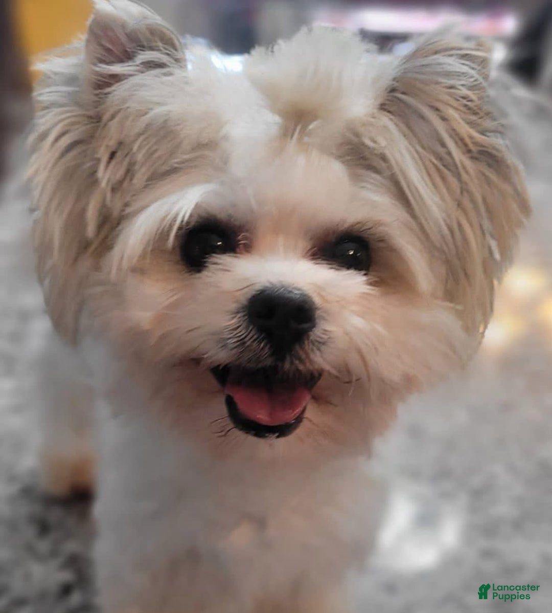 Yorkshire Terrier dogs for sale: Bo - Image 15
