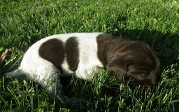 German Shorthaired Pointer dogs for sale: Twilight - Image 4
