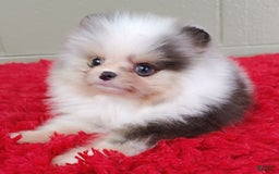 Pomeranian dogs for sale: Chip - Image 3