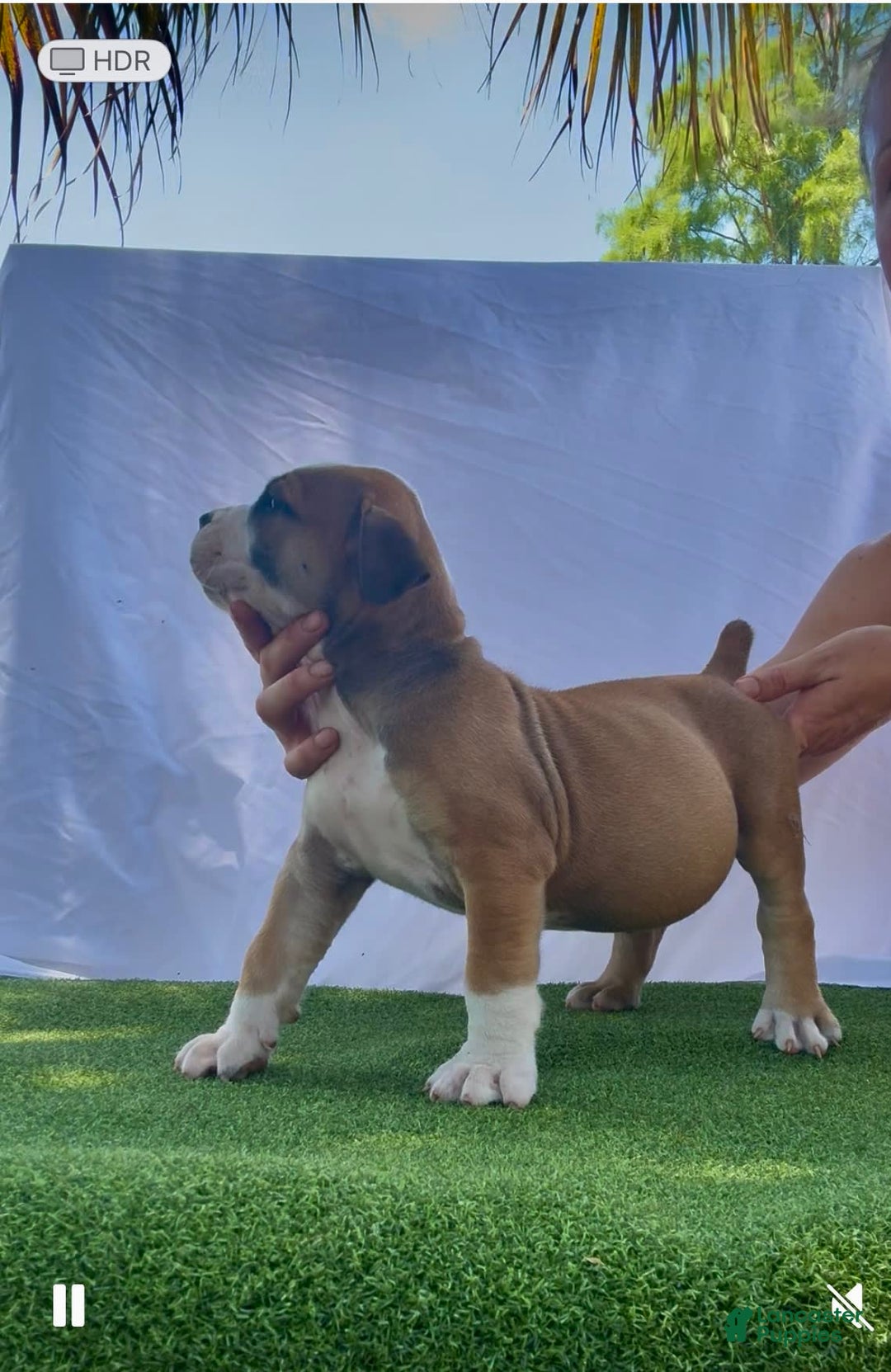South African Boerboels dogs for sale: Bray - Image 5