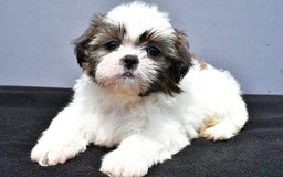 Shih Tzu dogs for sale: Beth - Image 14