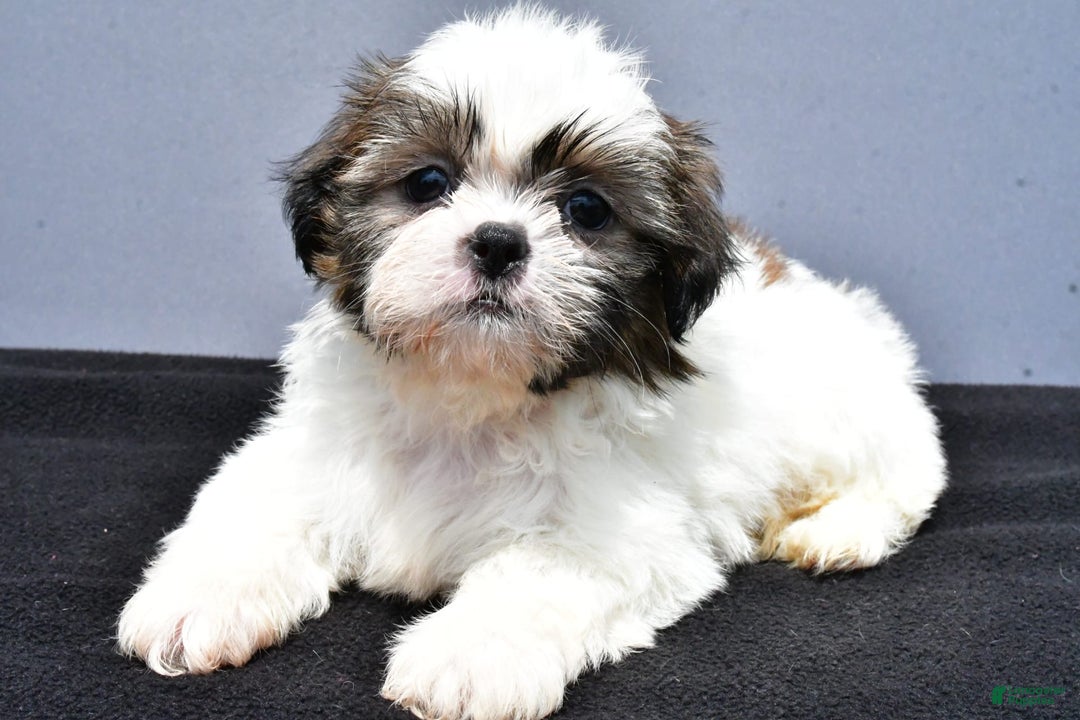 Shih Tzu dogs for sale: Beth - Image 14