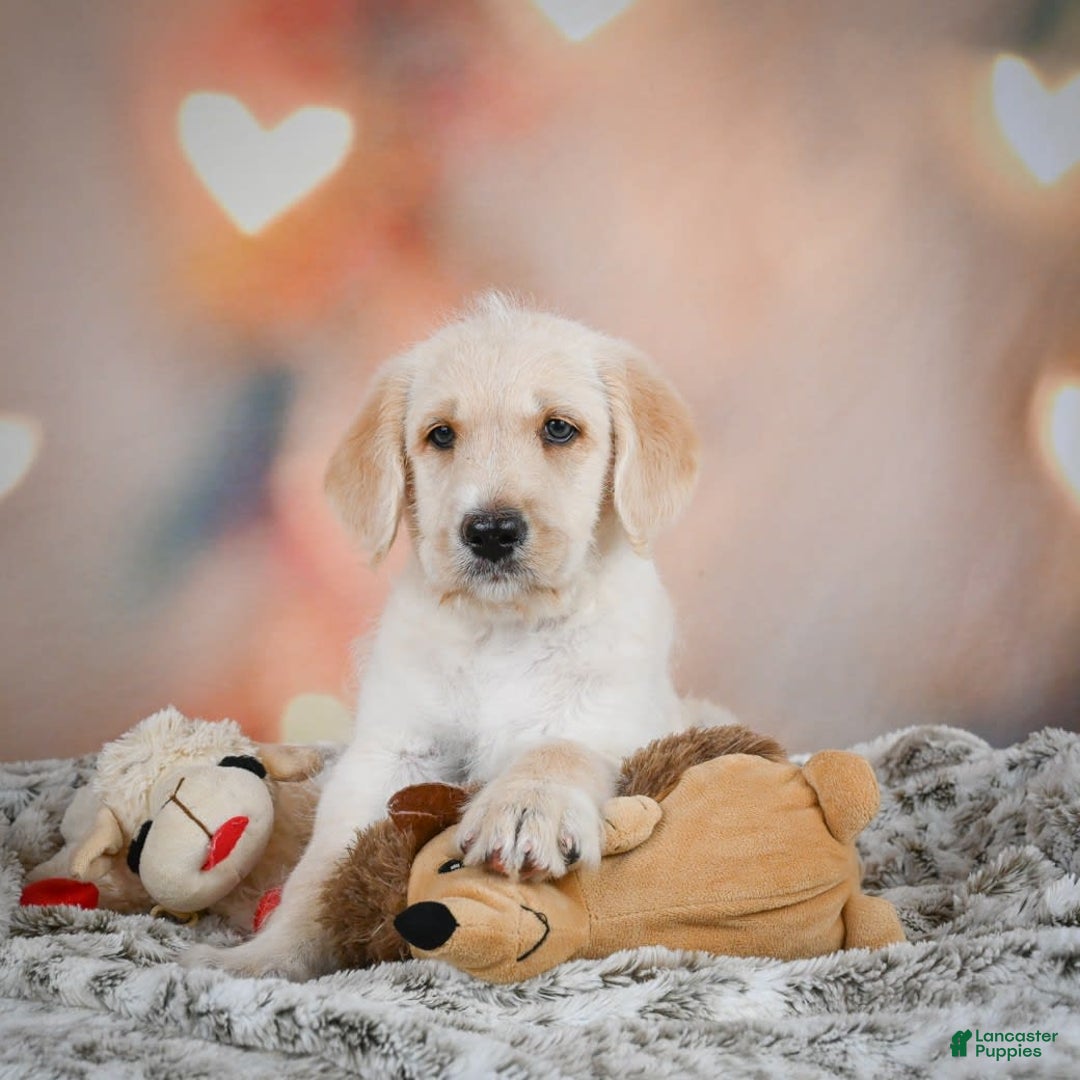 Labradoodle dogs for sale: Rex - Image 2