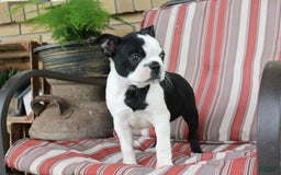 Frenchton dogs for sale: Pontiac - Image 8