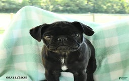 Pug dogs for sale: Knight - Image 4