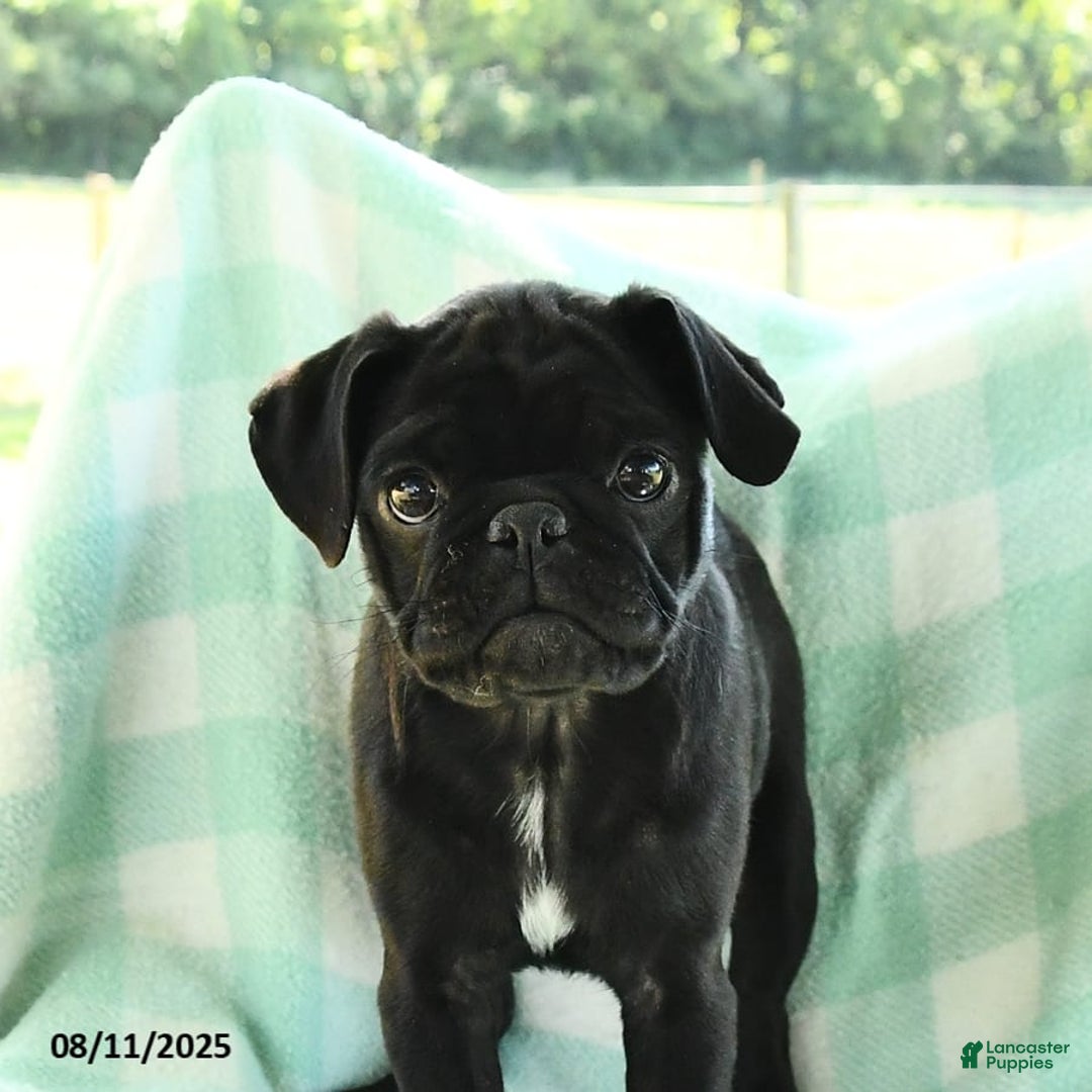 Pug dogs for sale: Knight - Image 4