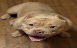 American Bully dogs for sale: Diesel - Image 10