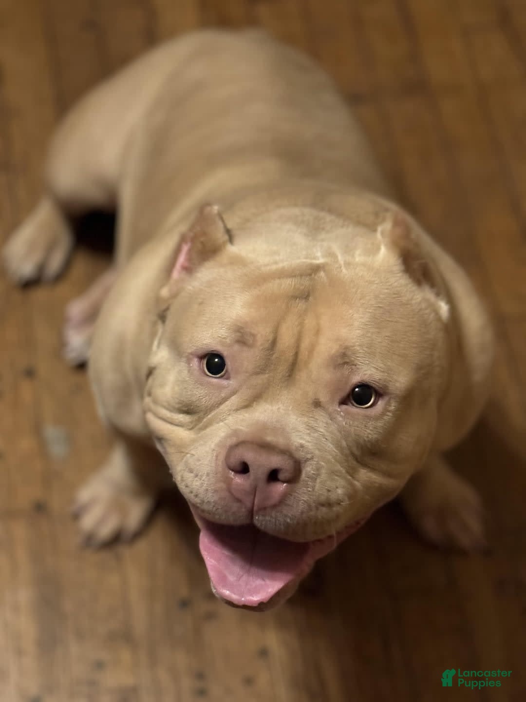 American Bully dogs for sale: Diesel - Image 10