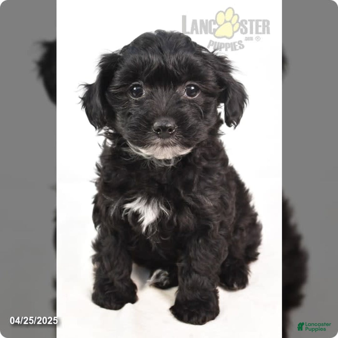 Yorkiepoo dogs for sale: Royal - Image 7