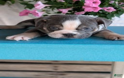 English Bulldog dogs for sale: Heath - Image 10