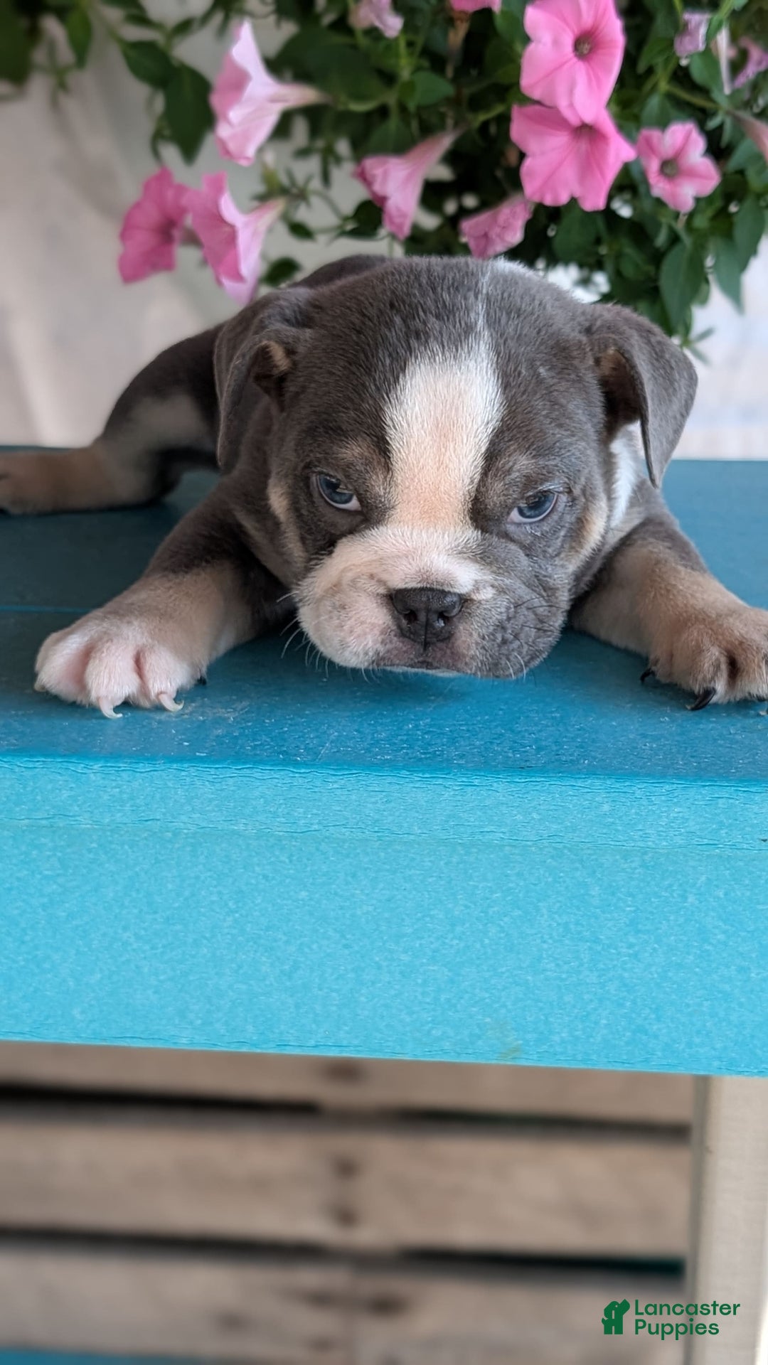 English Bulldog dogs for sale: Heath - Image 10