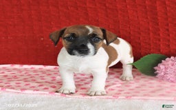 Jack Russell Terrier dogs for sale: Raine - Image 1