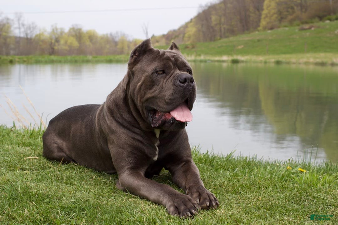 Cane Corso dogs for sale: Chief - Image 7