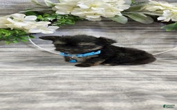 Schipperke dogs for sale: Rocky - Image 1