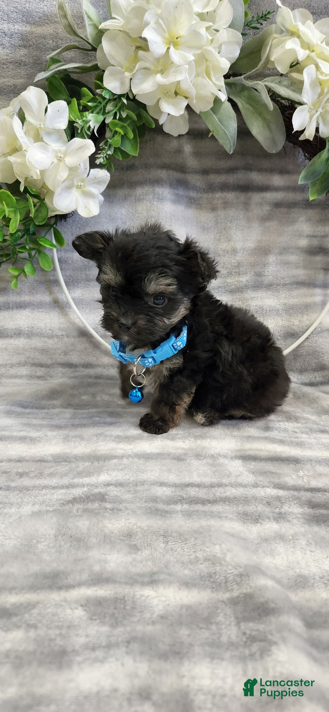 Schipperke dogs for sale: Rocky - Image 1