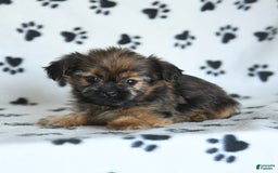 Shorkie dogs for sale: Huck - Image 6