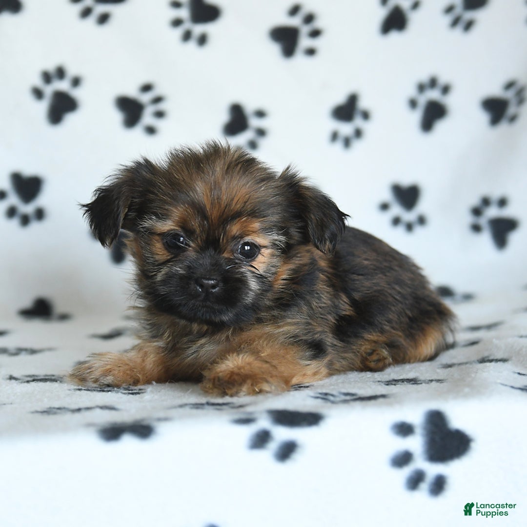 Shorkie dogs for sale: Huck - Image 6