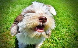 Havapoo dogs for sale: Vixen - Image 5