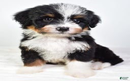 Mini Bernedoodle dogs for sale: Yolanda - Image 6