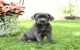 Cane Corso dogs for sale: Beverly - Image 3