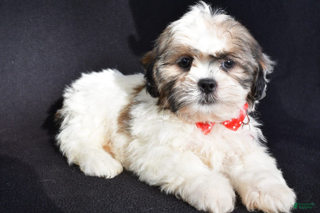 Shih Tzu dogs for sale: Turbo - Image 2