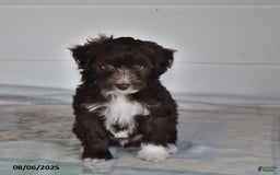 Mini Aussiedoodle dogs for sale: Thunder - Image 3