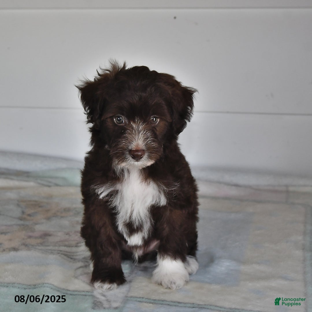 Mini Aussiedoodle dogs for sale: Thunder - Image 3