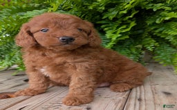 Mini Goldendoodle dogs for sale: Mini -lilly - Image 20