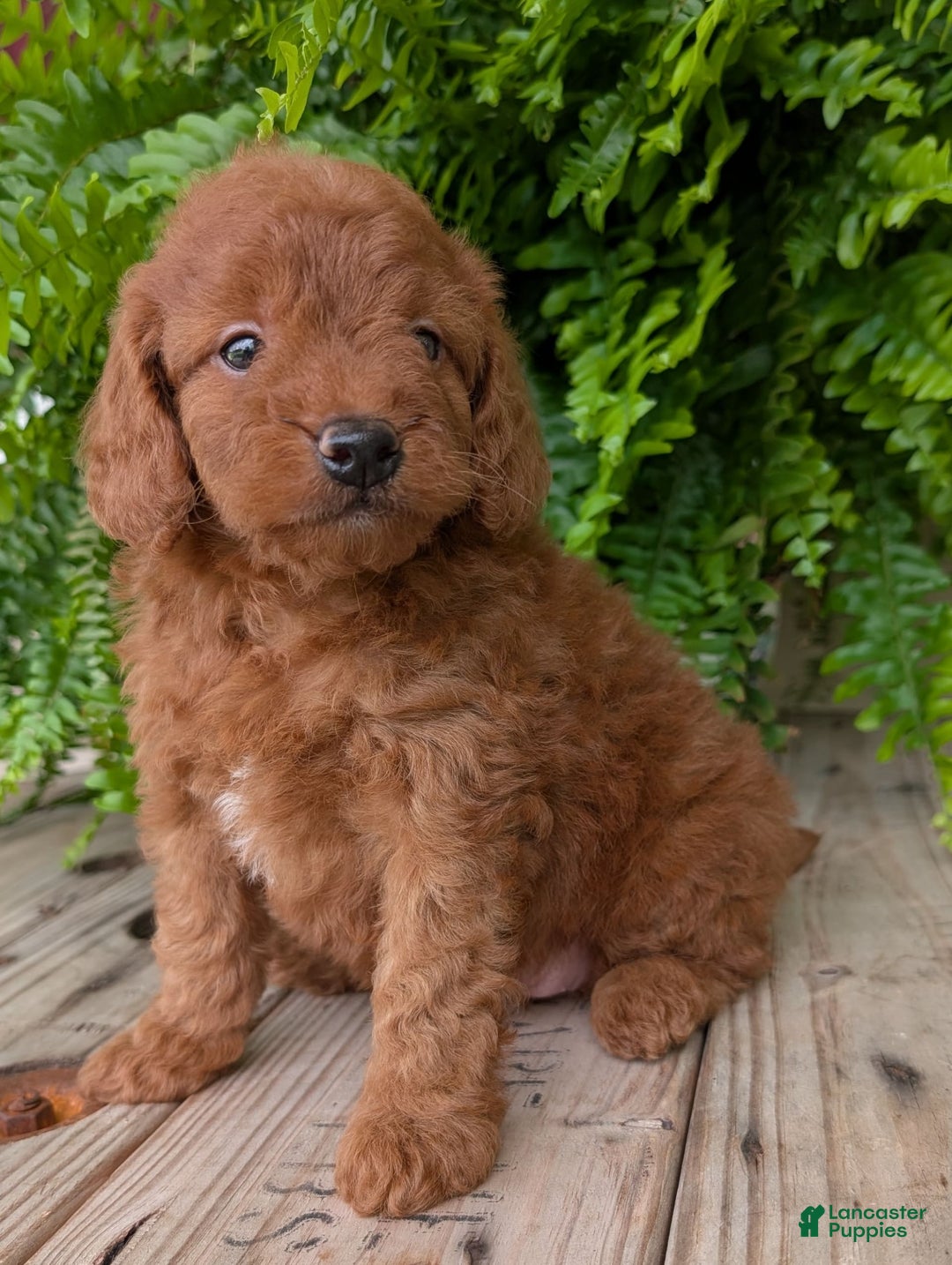 Mini Goldendoodle dogs for sale: Mini -lilly - Image 20