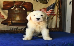 Old English Sheepdog dogs for sale: Shep - Image 5