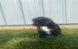 Mini Aussiedoodle dogs for sale: Honey - Image 9