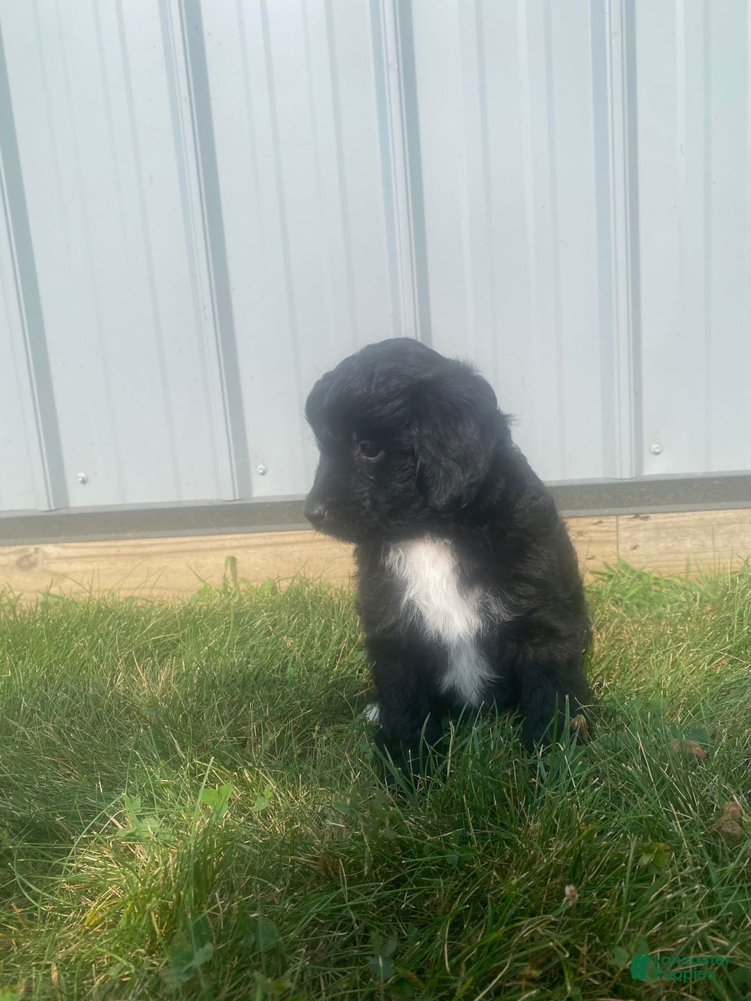 Mini Aussiedoodle dogs for sale: Honey - Image 9