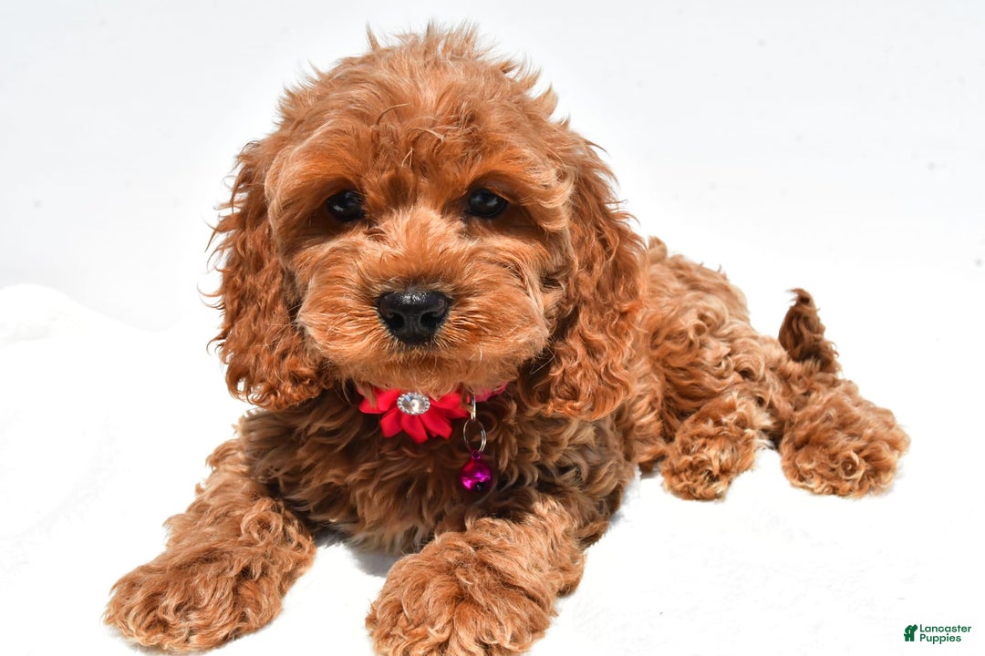 Cockapoo dogs for sale: Lilly - Image 1