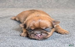 Shorkie dogs for sale: Parker - Image 8