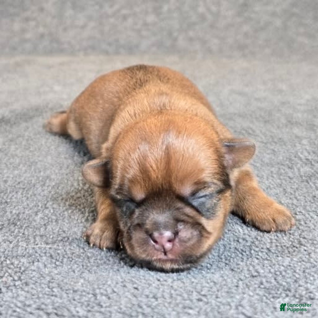 Shorkie dogs for sale: Parker - Image 8
