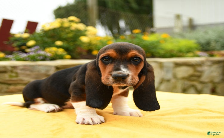 Basset Hound dogs - Advert 8