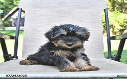 Yorkshire Terrier dogs for sale: Teddy - Image 3
