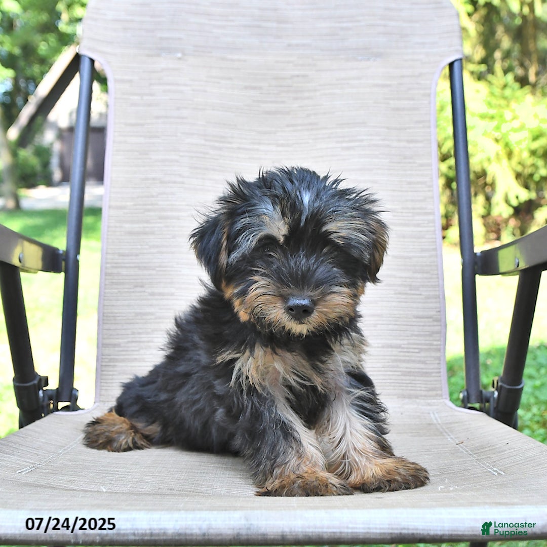 Yorkshire Terrier dogs for sale: Teddy - Image 3