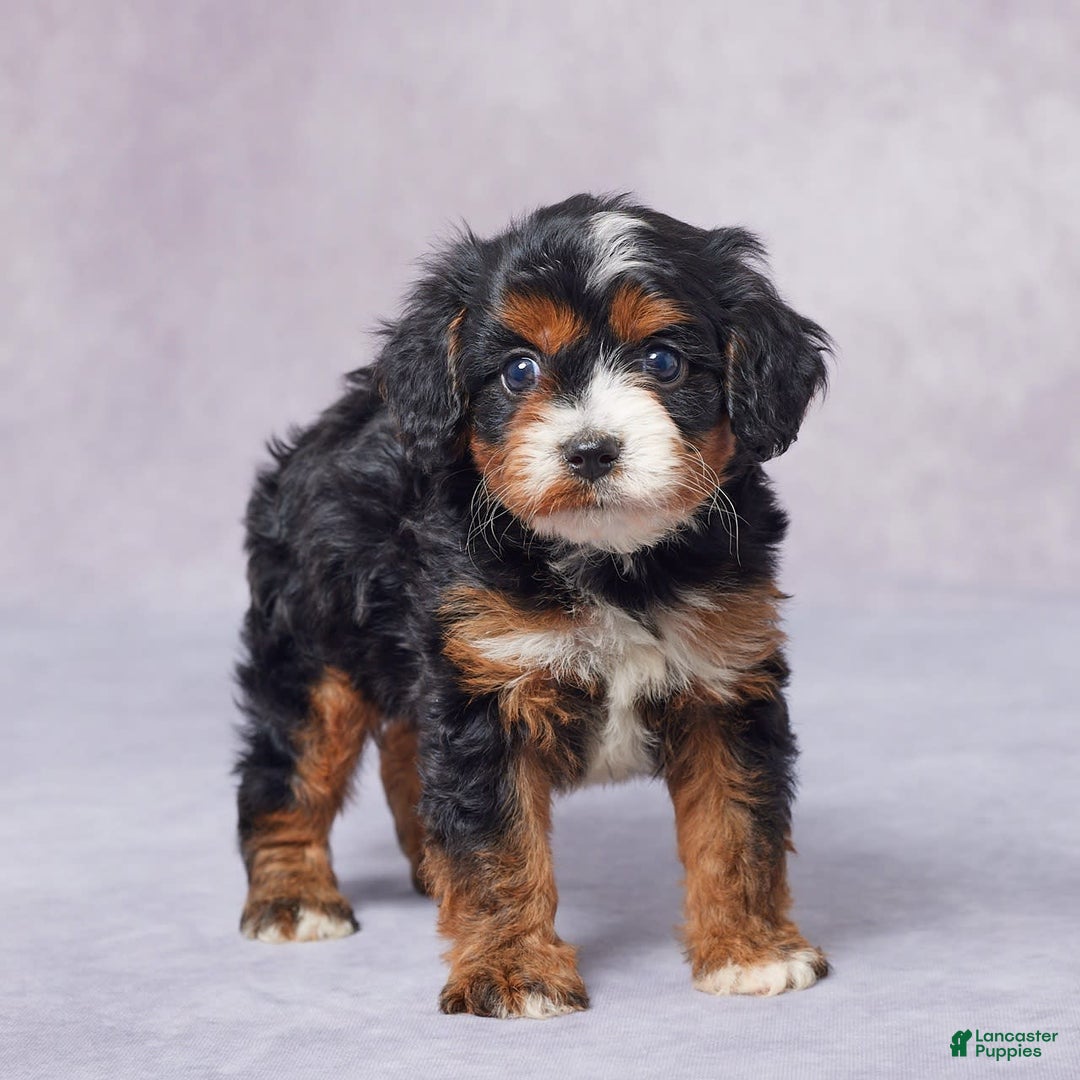 Cavapoo dogs for sale: Hank - Image 8
